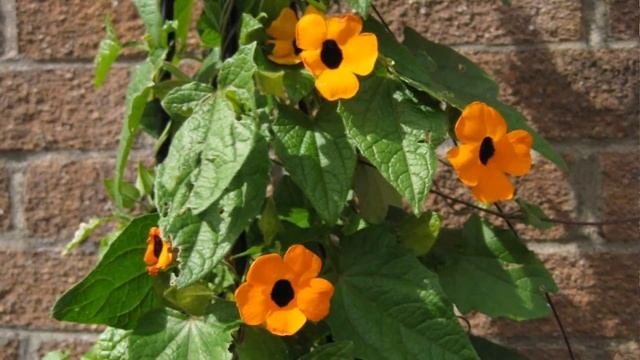 2 beautiful climbing plants with autumn flowers - Rhodochiton and 'Black eyed Susan'