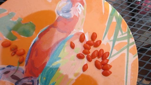Goji Berry Tasting! Lycium Barbarum VS Lycium Chinense смотреть онлайн