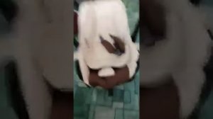 Вкладыш для автолюльки