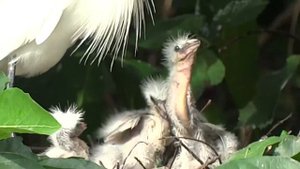 how do birds feed their babies.как птицы кормят своих птенцов كيف تطعم الطيور فراخها .