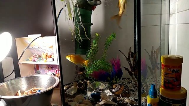 Уход за аквариумом//Помутнение воды в аквариуме//Как бороться с мутной водой смотреть онлайн