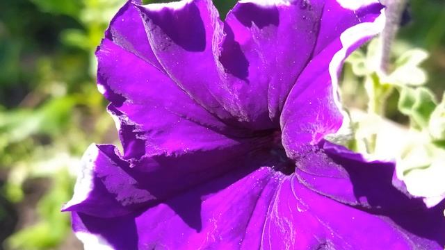 20 июля. Народный праздник ДЕНЬ ЕФРОСИНИИ. Главные запреты дня. смотреть онлайн