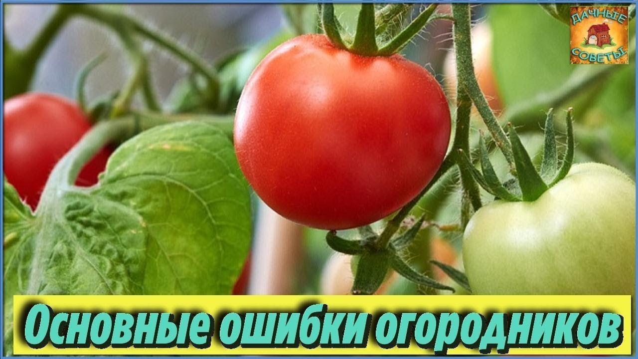 УРОЖАЯ НЕ ЖДИТЕ если посадите РАССАДУ ПОМИДОРОВ в феврале ПРОВЕРЕННО на своем опыте Дачные советы
