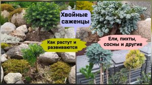 Хвойные саженцы.Как растут и развиваются.Ели, сосны, пихты и другие растения.