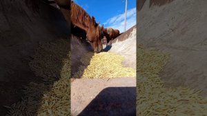 Лошади кушают овес