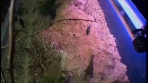 Рыба брызгун