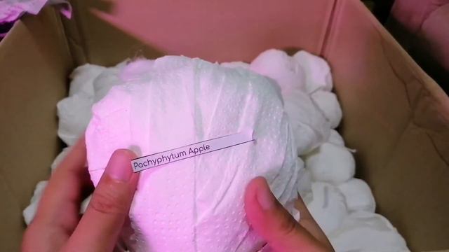 Unboxing Imported Succulent from Korea смотреть онлайн