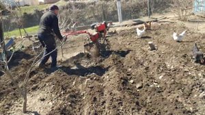 Вспахуємо твердий грунт мотоблоком горанка)