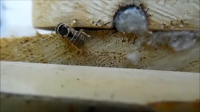 Anthidium diadema-Wool Carder Bee (Yüntarayan Arı) 1 смотреть онлайн