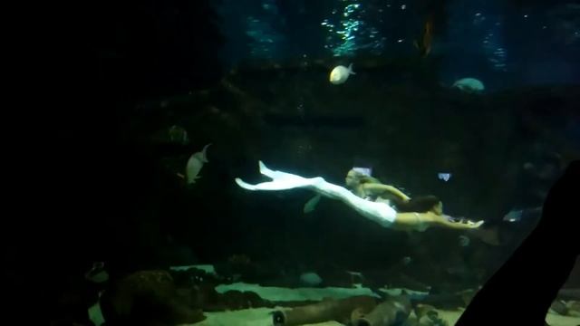 Океанариум в Сочи. Русалки.