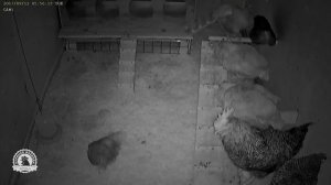 Шокирующая ночная жизнь. Что курицы и петух делают в курятнике ночью?