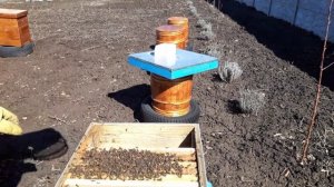 Как избавиться от клеща варроа у пчел без химии