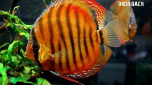 Дискусы в аквариуме, содержание дискусов и уход, разведение, совместимость, чем кормить! Дискус!