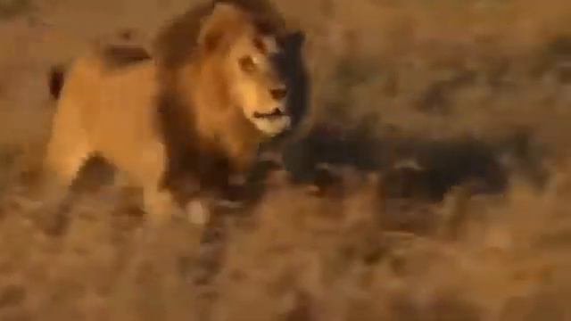HD Lions Documentary    BigCat IN ACTION    AFRICA WILD   Lions,Leopard and more!