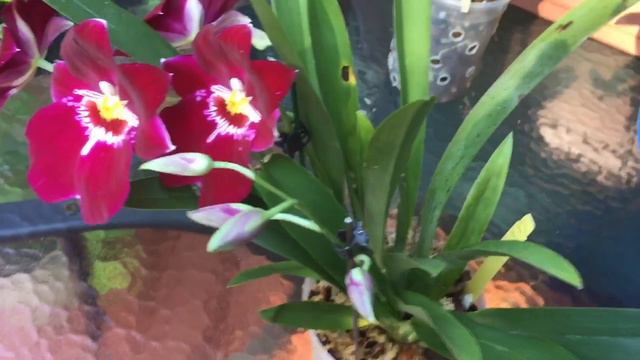 Милтониопсис цветение. Miltoniopsis Bert Field Eileen. Поздравляю всех с первым днём лета! Ура!!!