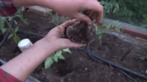 ПОСАДКА ТОМАТОВ ? Что класть в лунку при посадке? Отбор томатов на посадку в теплицу