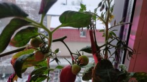 Можно ли подкармливать растения в грунте гидропонным раствором_.mp4