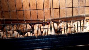 Сколько комбикорма съедают перепела в 1 месяц жизни.