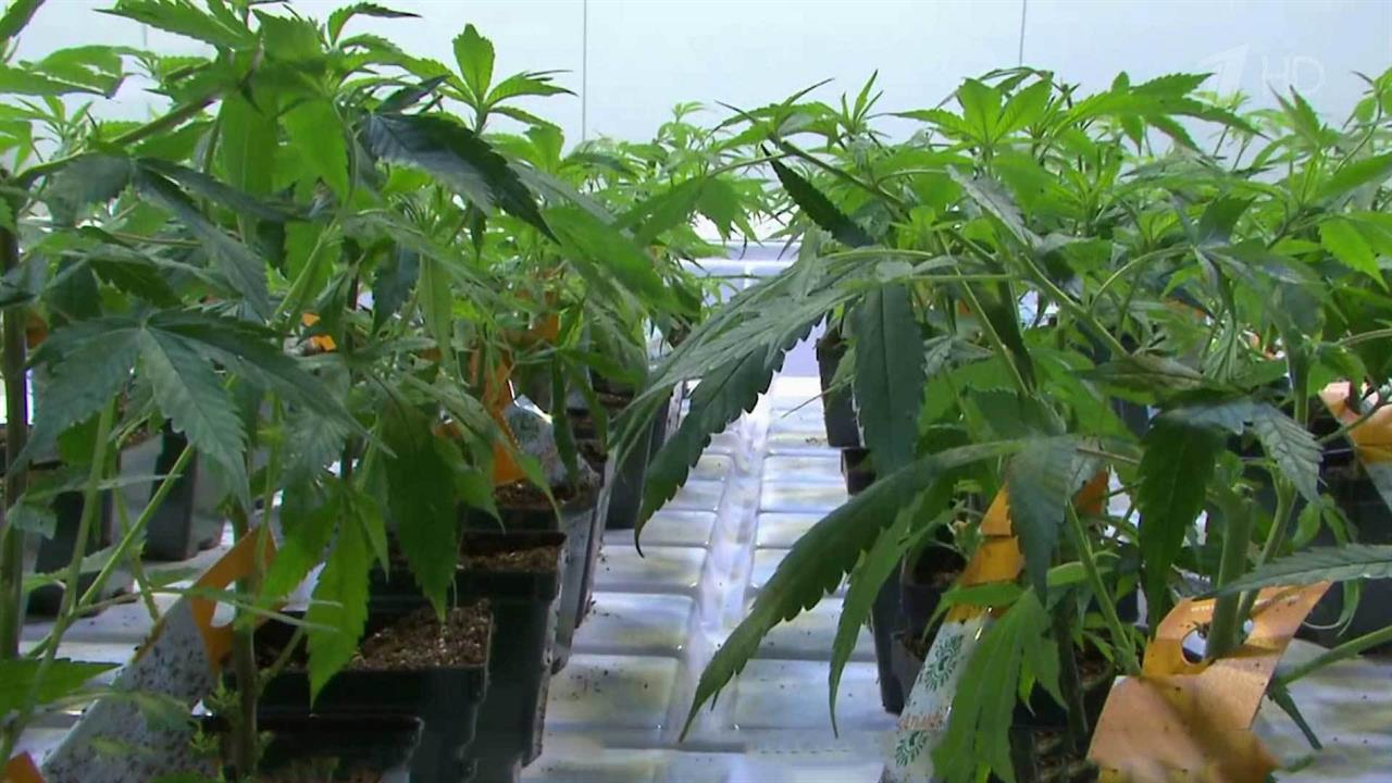 В Канаде официально разрешили продажу и хранение марихуаны
