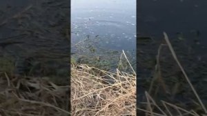 Нерест щуки. Старопышминск река Пышма.