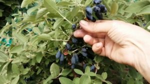 Жимолость сорт Индиго Джем / Honeysuckle Indigo Gem