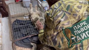 Олег Зубков знакомится с львицей Асадой