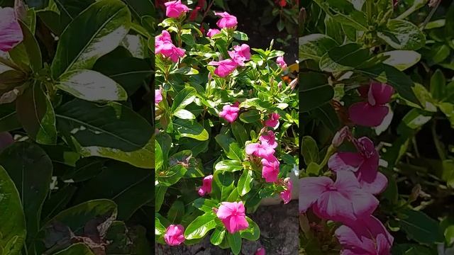 Катарантус в моём саду смотреть онлайн