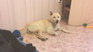 Реакция собаки на волчий вой (сиба ину)