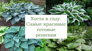 Красиво разместить хосту в саду | готовые решения