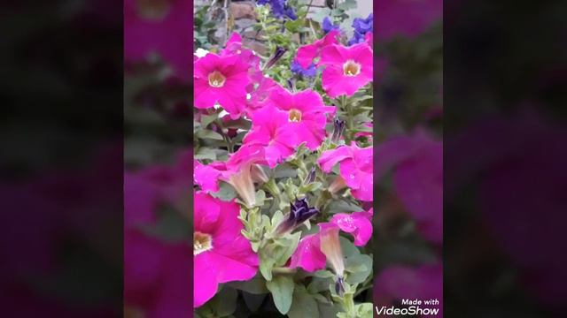 4. Petunia garden overview 💞💞 смотреть онлайн