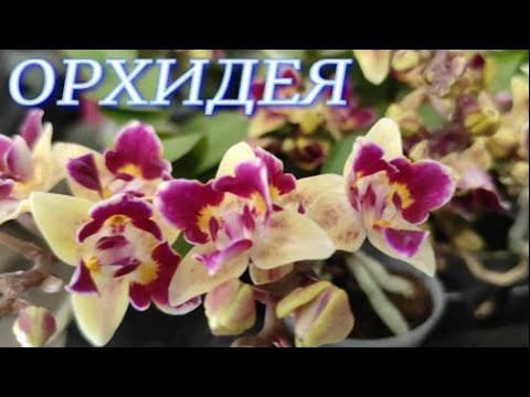 №299/ РАЗНООБРАЗИЕ красивых орхидей в магазине ОРХИДЕЯ