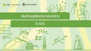 Выращиваем малину в ЛПХ