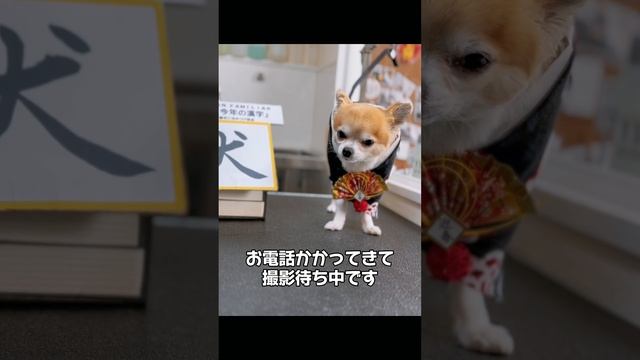 【トリミング】ご来店から美容後までマイペースゆったりまったりチワワさん смотреть онлайн