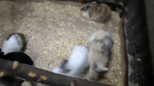 Контактный/Трогательный зоопарк: Кормим кроликов. смотреть онлайн