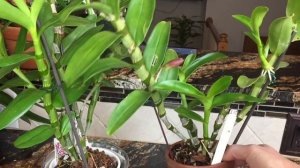 Как ухаживать за орхидеей Дендробиум нобиле. Свет, полив и удобрение для орхидеи.