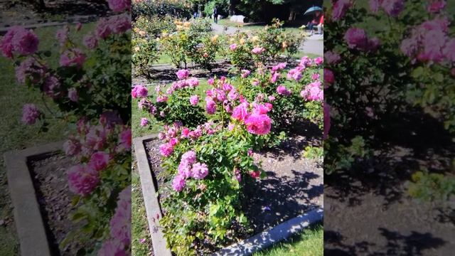 Rose garden, Golden gate Park