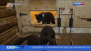 Спасенные в Смоленской области медвежата учатся лазанию по деревьям