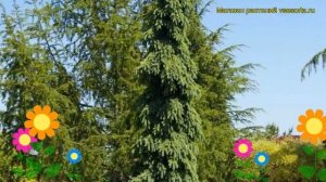 Ель сизая Пендула. Краткий обзор, описание характеристик, где купить picea glauca Pendula