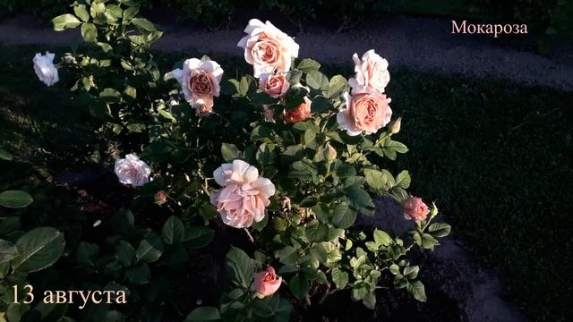 ✿➽ Новые розы - первогодки в саду 2023 (часть 1) смотреть онлайн