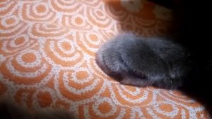 Дыхание кота британца ! Прибавь звук