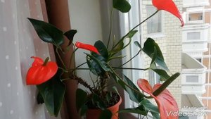 АНТУРИУМ - ЗАЦВЕТАЮТ НЕОТДЕЛЁННЫЕ ДЕТКИ!!!/Уход за антуриумом несложен!