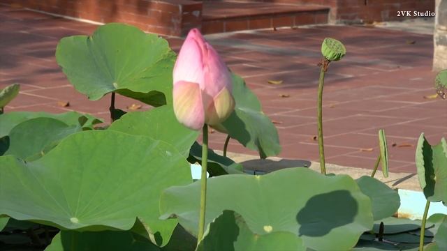 Галопом не по Европе Южный Вьетнам 2 Фукуок 4К смотреть онлайн