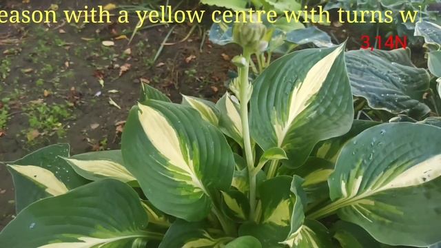 хостa Ann Kulpa смотреть онлайн