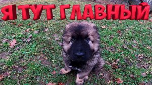 ВОЛКОДАВ СЛЕТЕЛ С КАТУШЕК  ! УЧИМ КОМАНДУ !  ПОКРАСИЛ РАМЫ ! [Жизнь в деревне]