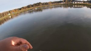 ЩУКА И СОМ НА ЖИВЦА!!! РЫБАЛКА В ЮРКОВО!