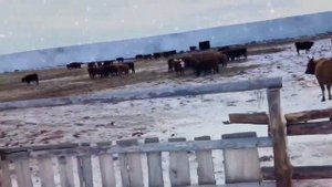 Зимняя ферма для коров калмыцкой породы