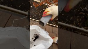 Чистка желобов . Керамическая черепица . Мох на черепице чем убрать .