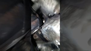 Работа актуатора passat b5 tdi 1.9