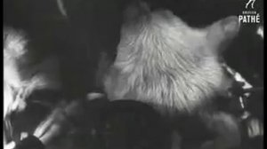 Собаки и мыши Dogs and mice.mp4