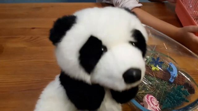 содержание божьей коровки и улиток в домашних условиях
